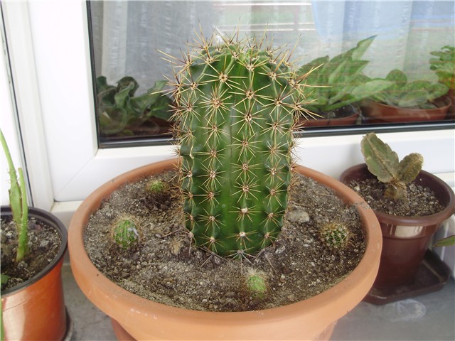 kaktus